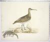 Whimbrel